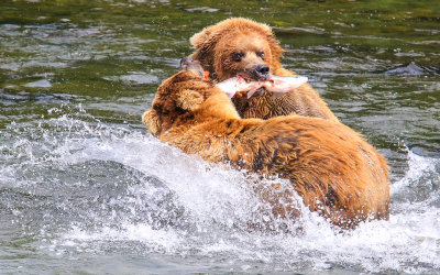 …Two Brown Bears fight over a meal in Katmai National Park…
