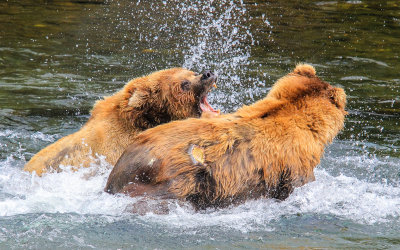 A Brown Bear attempts to ward off an attacker in Katmai National Park