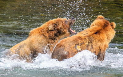 A Brown Bear becomes the aggressor in Katmai National Park