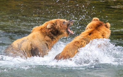 A Brown Bear roars in an attempt to thwart anothers advance in Katmai National Park