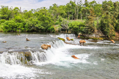 View of Brown Bears fishing for Salmon at Brooks Falls in Katmai National Park