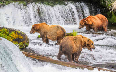 The larger, older Brown Bears fish in the best spot at Brooks Falls in Katmai National Park