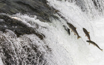 One Salmon successfully gets on top of Brooks Falls (left) as four more make the leap in Katmai National Park