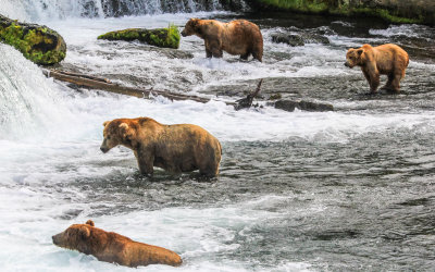 Brown Bears look for Salmon at the base of Brooks Falls in Katmai National Park