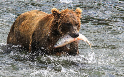 A Brown Bear with a freshly caught Salmon in Katmai National Park