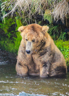 An elder Brown Bear sits near the base of Brooks Falls in Katmai National Park