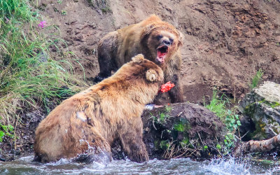 Two Brown Bears fight over a Salmon in Katmai National Park