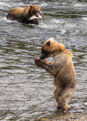 A young Brown Bear scavenges some food while another bear has a fresh catch in Katmai National Park