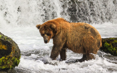 A Brown Bear catches a glimpse of a Salmon at Brooks Falls in Katmai National Park