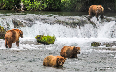 Brown Bears at Brooks Falls in Katmai National Park