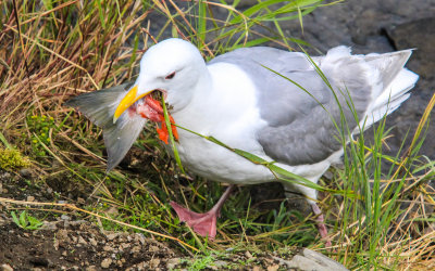 A Sea Gull with scavenged Salmon remains at Brooks Falls in Katmai National Park