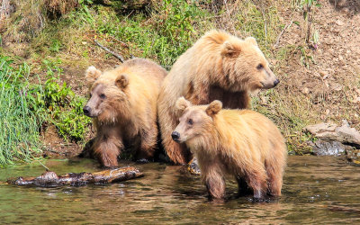 Three yearling cubs wait for their mother at Brooks Falls in Katmai National Park