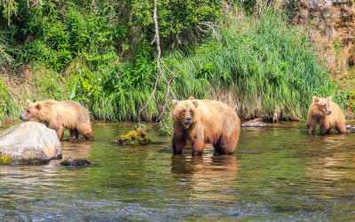 A Brown Bear watches for any attack as her cubs explore at Brooks Falls in Katmai National Park