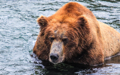 A large Brown Bear in the waters in Katmai National Park