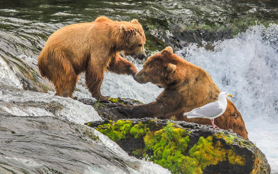 Two Brown Bears interact peacefully on top of Brooks Falls in Katmai National Park