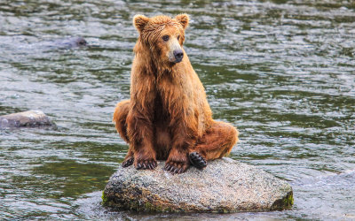 A young Brown Bear sits on a rock downstream of Brooks falls in Katmai National Park