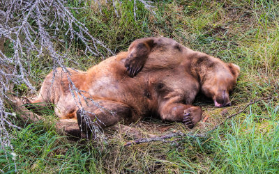 After gorging on Salmon a Brown Bear naps in a field in Katmai National Park
