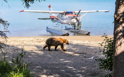 A bear on the beach flight delay in Katmai National Park