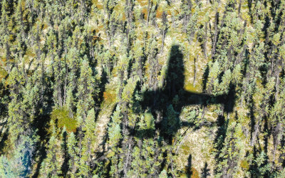Silhouette of our floatplane on the Spruce trees of the Boreal Forest near Bettles Alaska