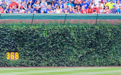 The Ivy growing on the left field wall in Wrigley Field