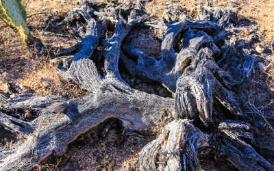 Skeleton of a prickly pear cactus in Saguaro National Park