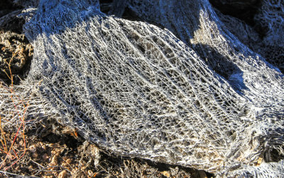 Close-up of the skeleton of a prickly pear cactus in Saguaro National Park