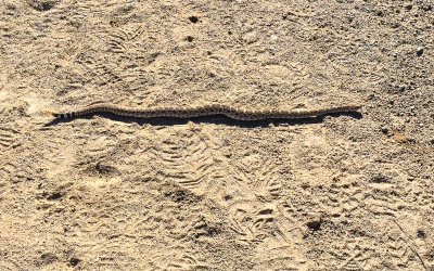 Baby diamond-backed rattle snake on the trail in Saguaro National Park