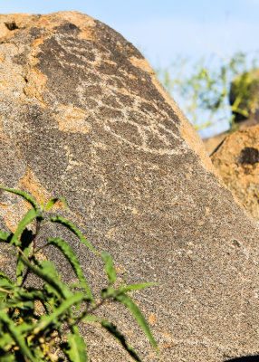 Petroglyphs on top of Signal Hill in Saguaro National Park