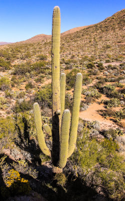 Saguaro cactus near the Javelina Rocks in Saguaro National Park