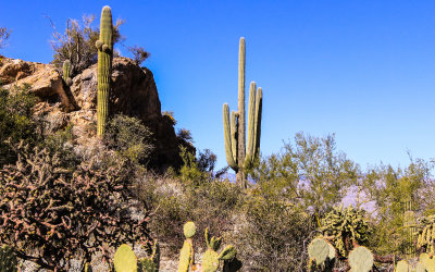 Area near the Javelina Rocks in Saguaro National Park