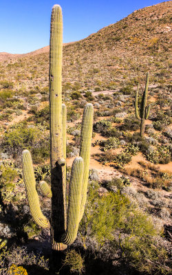 Saguaro cactus near the Javelina Rocks in Saguaro National Park