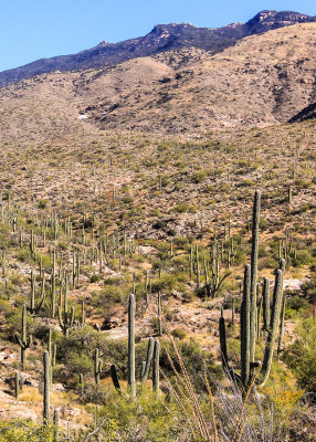Along the Cactus Forest Loop Drive in Saguaro National Park