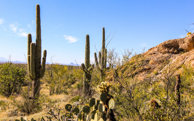 Near the Javelina Rocks in Saguaro National Park