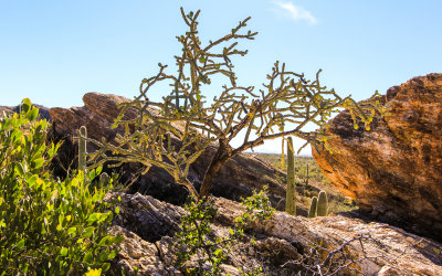 On the Javelina Rocks in Saguaro National Park