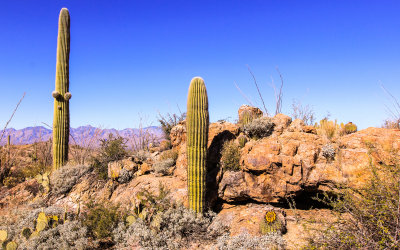 On the Javelina Rocks in Saguaro National Park