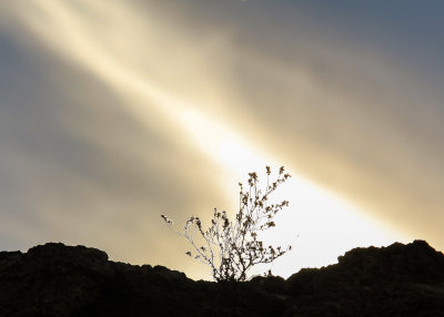 Silhouette of a bush on the Javelina Rocks in Saguaro National Park