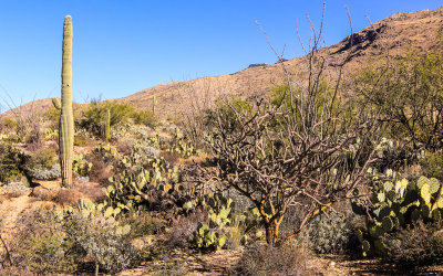 Along the Cactus Forest Loop Drive in Saguaro National Park 