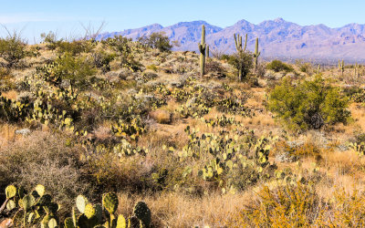 View of the Catalina Mountains along the Cactus Forest Drive in Saguaro National Park