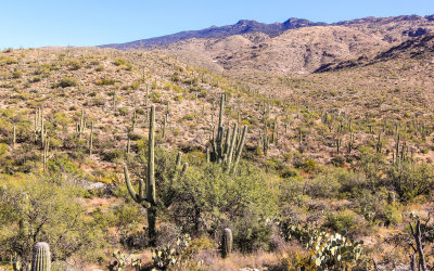 Along the Cactus Forest Loop Drive in Saguaro National Park