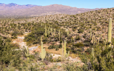 Along the Cactus Forest Loop Drive in Saguaro National Park