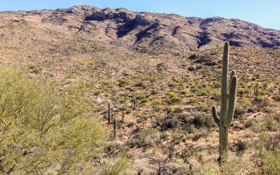 View of the Rincon Mountain foothills in Saguaro National Park