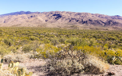 View of the Rincon Mountains along the Cactus Forest Loop Drive in Saguaro National Park