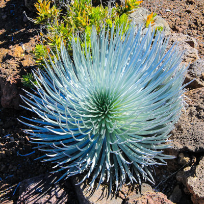 The rare ʻāhinahina (Silversword) plant found only in Haleakala National Park