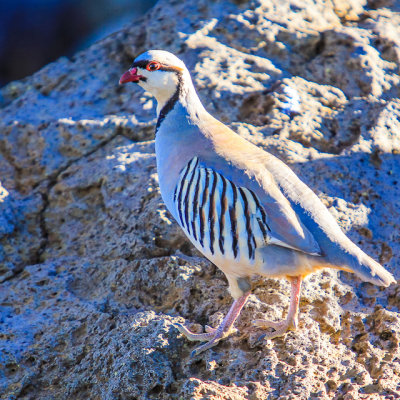 Chukar Partridge in Haleakala National Park