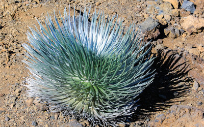 The endangered ʻāhinahina (Silversword) plant in Haleakala National Park