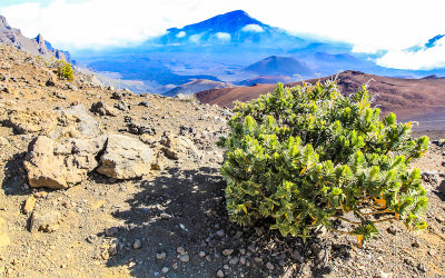 Endemic Dubautia menziesii Kupaoa plant along the Keoneheehee (Sliding Sands) Trail in Haleakala National Park