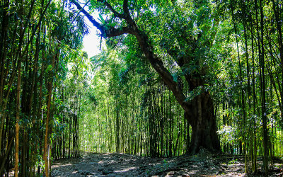 The Bamboo Forest along the Pipiwai Trail in Haleakala National Park