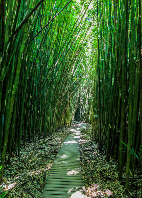 Boardwalk through the Bamboo Forest along the Pipiwai Trail in Haleakala National Park