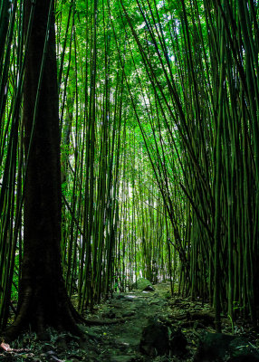 The Bamboo Forest along the Pipiwai Trail in Haleakala National Park