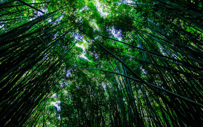 Canopy of the Bamboo Forest along the Pipiwai Trail in Haleakala National Park